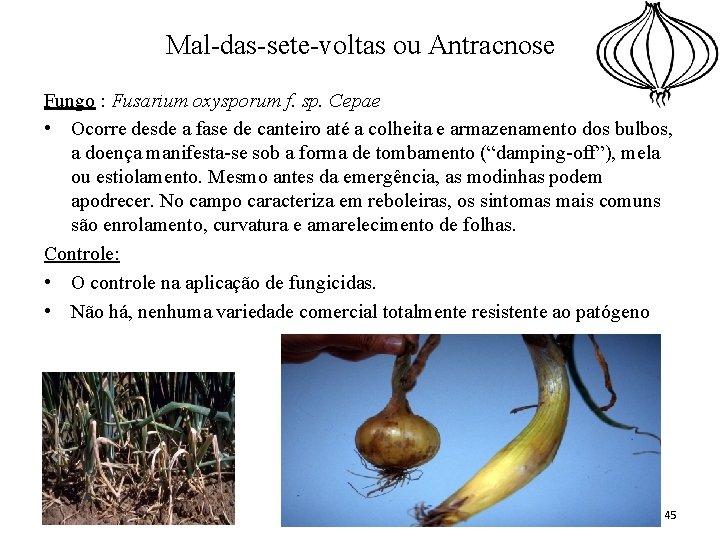 Mal-das-sete-voltas ou Antracnose Fungo : Fusarium oxysporum f. sp. Cepae • Ocorre desde a