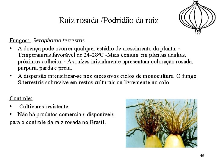 Raíz rosada /Podridão da raíz Fungos: Setophoma terrestris • A doença pode ocorrer qualquer