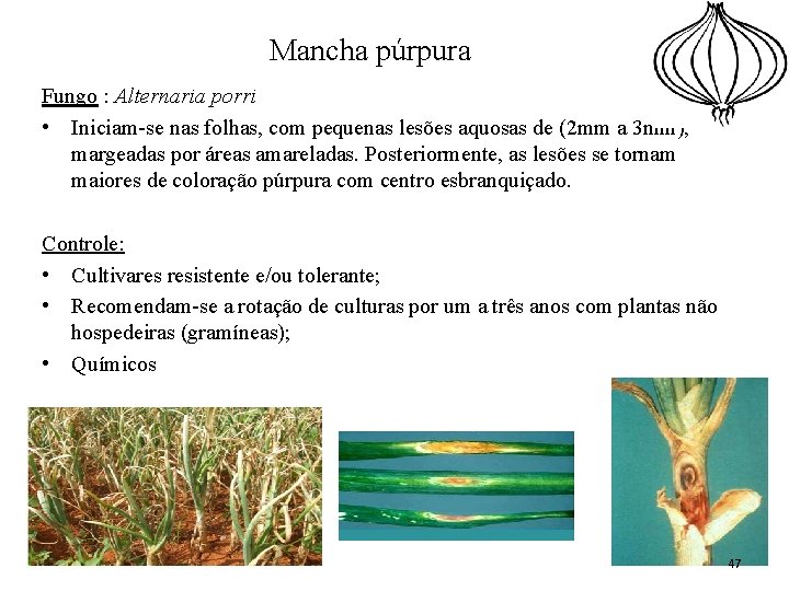 Mancha púrpura Fungo : Alternaria porri • Iniciam-se nas folhas, com pequenas lesões aquosas