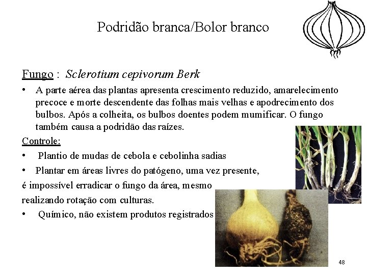 Podridão branca/Bolor branco Fungo : Sclerotium cepivorum Berk • A parte aérea das plantas
