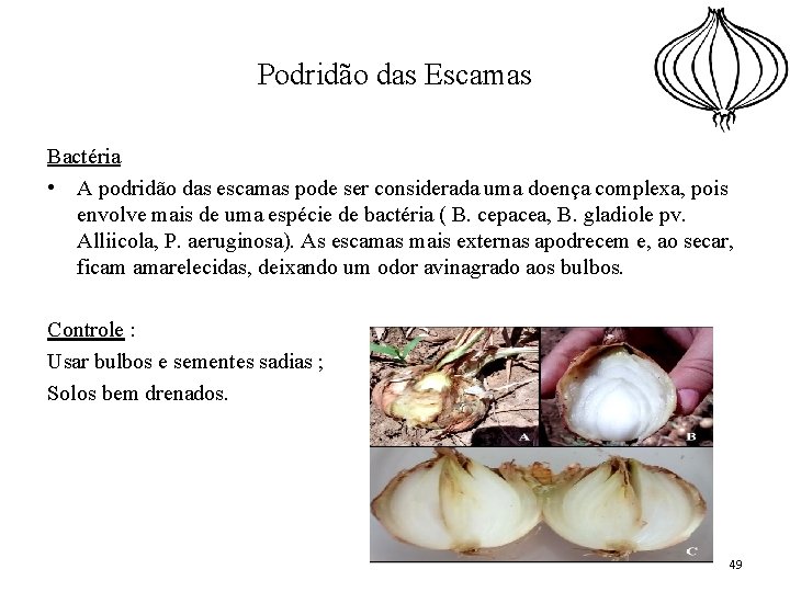 Podridão das Escamas Bactéria • A podridão das escamas pode ser considerada uma doença