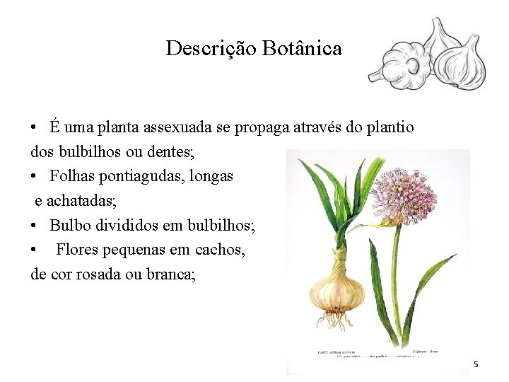 Descrição Botânica • É uma planta assexuada se propaga através do plantio dos bulbilhos