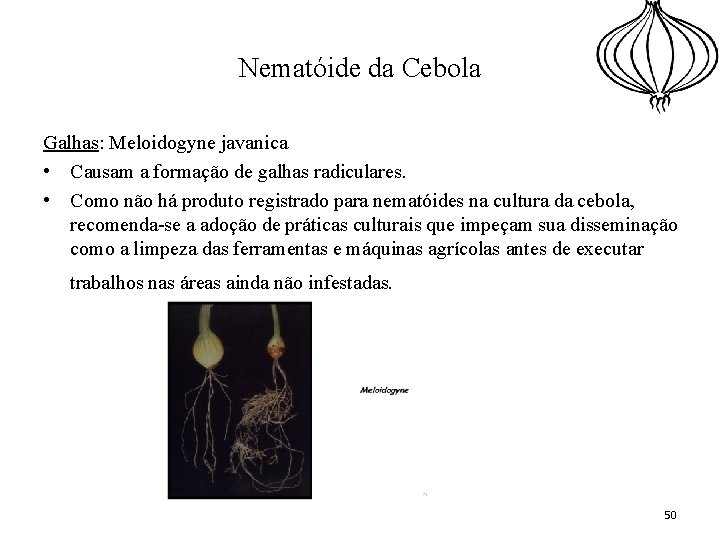 Nematóide da Cebola Galhas: Meloidogyne javanica • Causam a formação de galhas radiculares. •