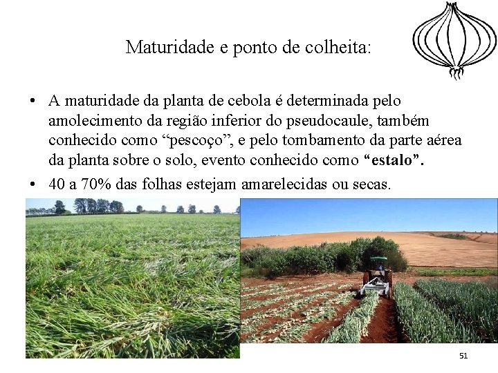 Maturidade e ponto de colheita: • A maturidade da planta de cebola é determinada