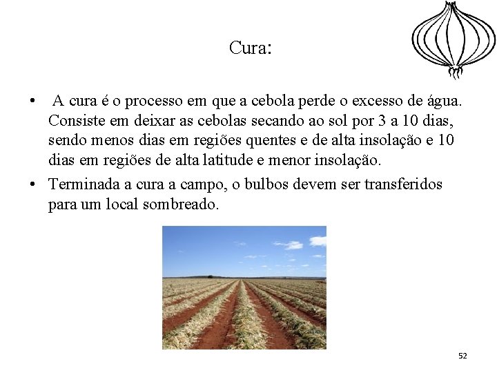 Cura: • A cura é o processo em que a cebola perde o excesso