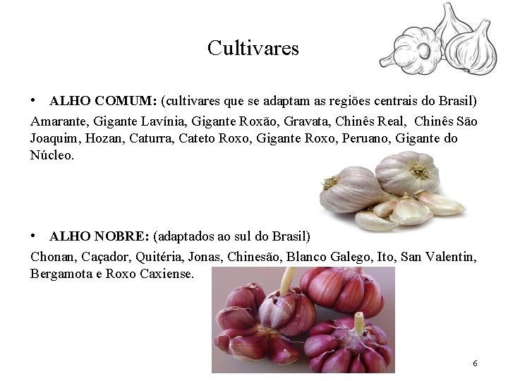 Cultivares • ALHO COMUM: (cultivares que se adaptam as regiões centrais do Brasil) Amarante,