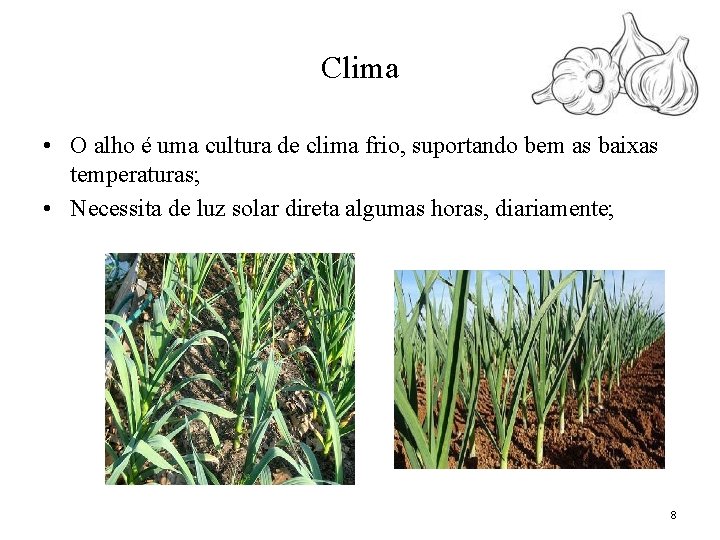 Clima • O alho é uma cultura de clima frio, suportando bem as baixas