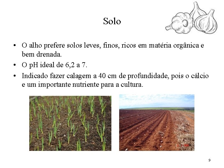 Solo • O alho prefere solos leves, finos, ricos em matéria orgânica e bem