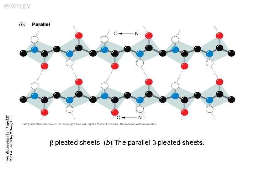 Voet Biochemistry 3 e Page 227 © 2004 John Wiley & Sons, Inc. b