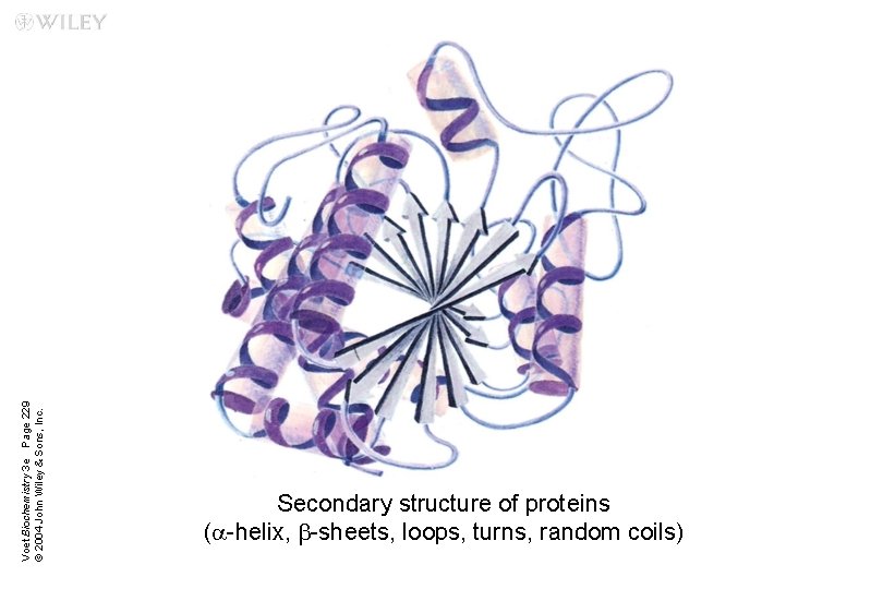 Voet Biochemistry 3 e Page 229 © 2004 John Wiley & Sons, Inc. Secondary