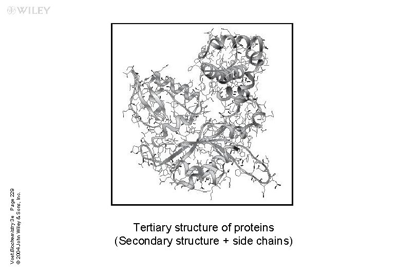 Voet Biochemistry 3 e Page 229 © 2004 John Wiley & Sons, Inc. Tertiary