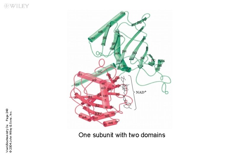 Voet Biochemistry 3 e Page 248 © 2004 John Wiley & Sons, Inc. One