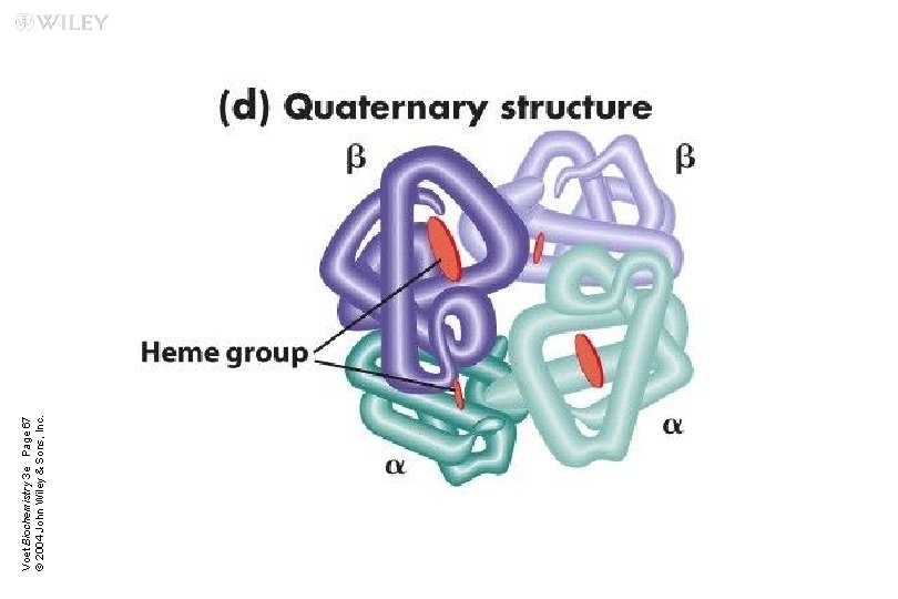 Voet Biochemistry 3 e Page 67 © 2004 John Wiley & Sons, Inc. 