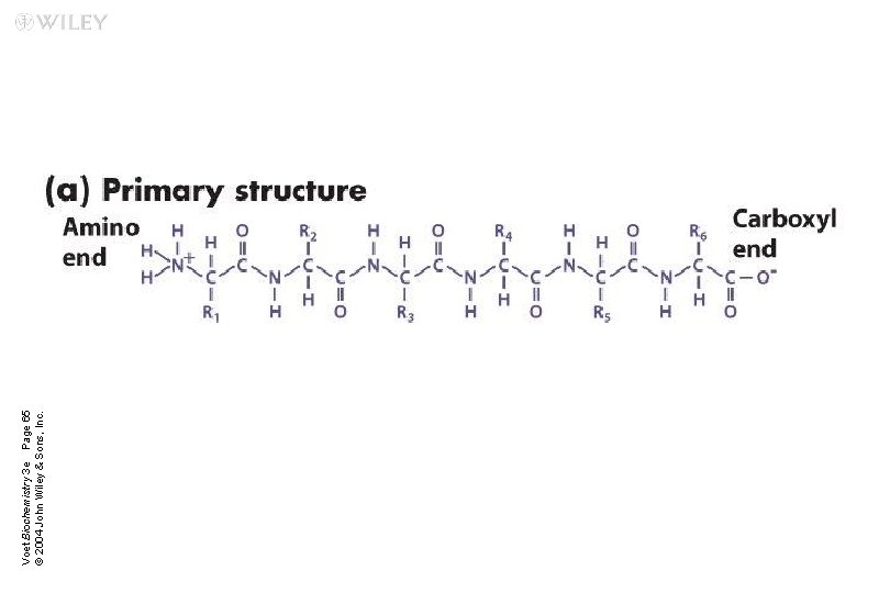 Voet Biochemistry 3 e Page 65 © 2004 John Wiley & Sons, Inc. 