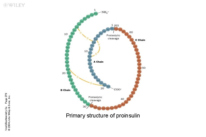 Voet Biochemistry 3 e Page 278 © 2004 John Wiley & Sons, Inc. Primary