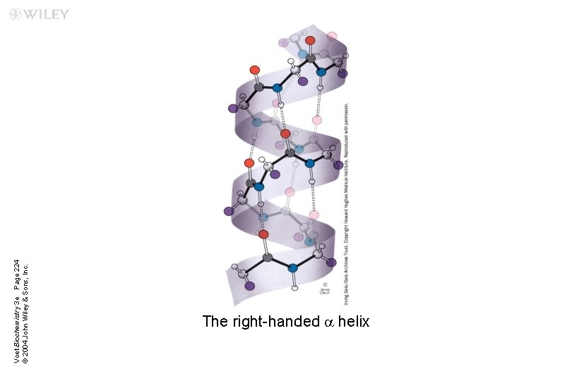 Voet Biochemistry 3 e Page 224 © 2004 John Wiley & Sons, Inc. The