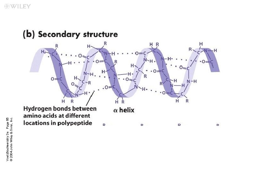 Voet Biochemistry 3 e Page 65 © 2004 John Wiley & Sons, Inc. 