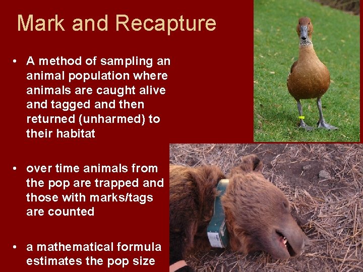 Mark and Recapture • A method of sampling an animal population where animals are