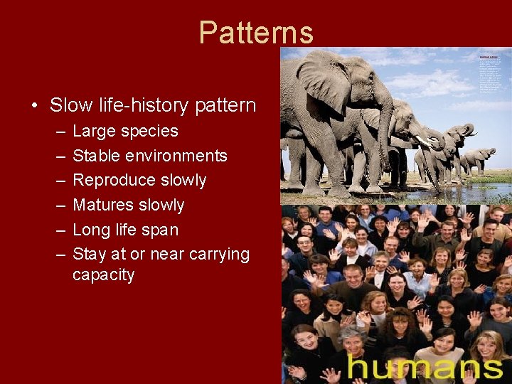 Patterns • Slow life-history pattern – – – Large species Stable environments Reproduce slowly