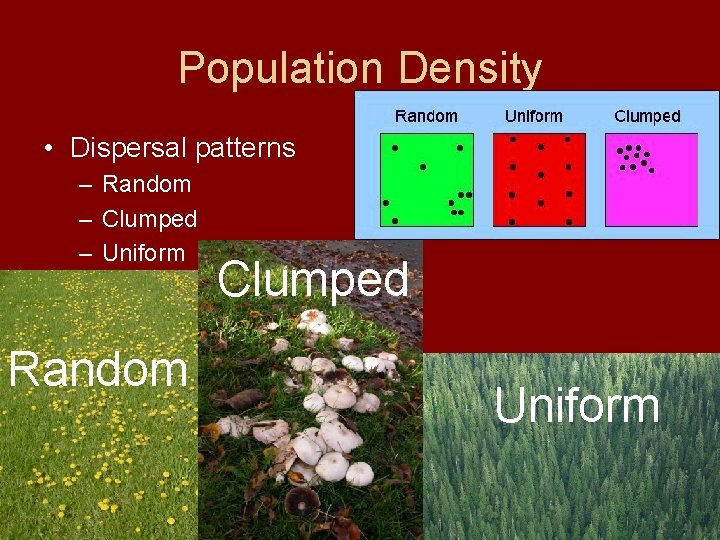 Population Density • Dispersal patterns – Random – Clumped – Uniform Random Clumped Uniform