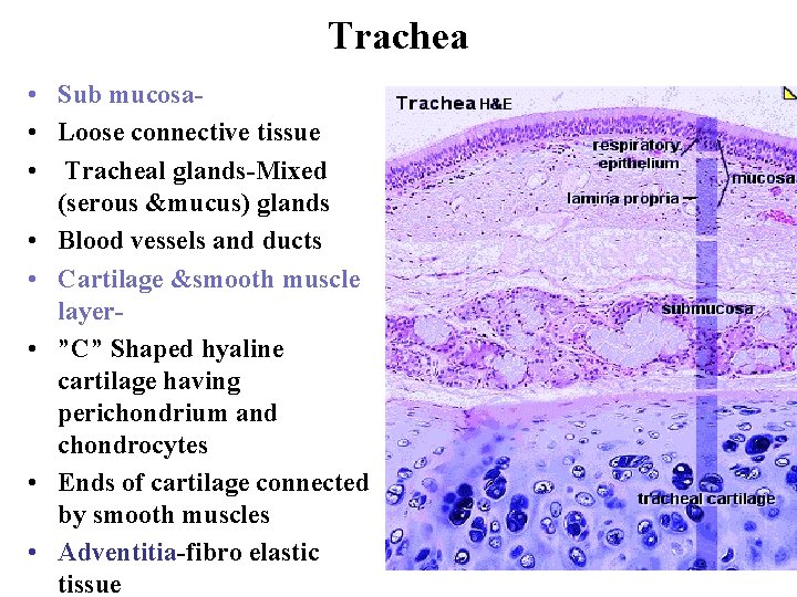Trachea • Sub mucosa • Loose connective tissue • Tracheal glands-Mixed (serous &mucus) glands Trachea • Sub mucosa • Loose connective tissue • Tracheal glands-Mixed (serous &mucus) glands