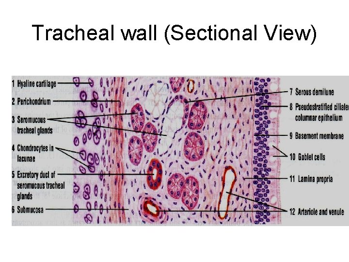 Tracheal wall (Sectional View) Tracheal wall (Sectional View)