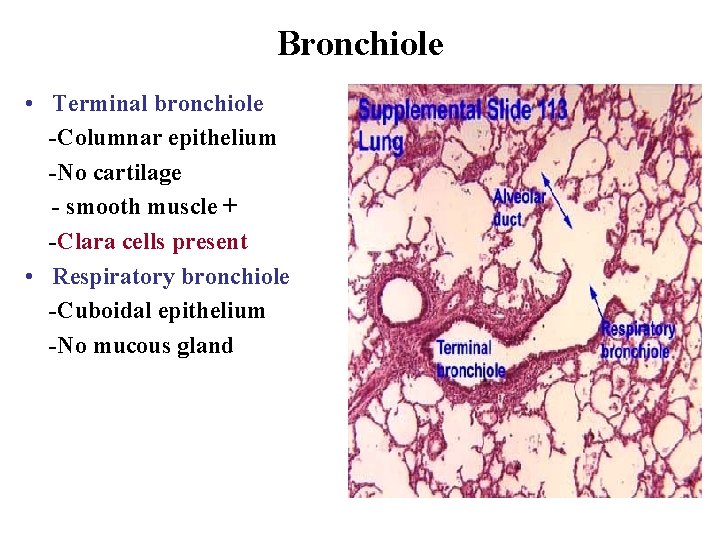 Bronchiole • Terminal bronchiole -Columnar epithelium -No cartilage - smooth muscle + -Clara cells Bronchiole • Terminal bronchiole -Columnar epithelium -No cartilage - smooth muscle + -Clara cells
