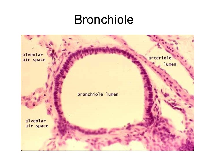 Bronchiole Bronchiole