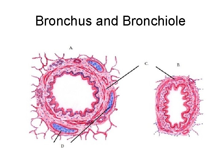 Bronchus and Bronchiole Bronchus and Bronchiole