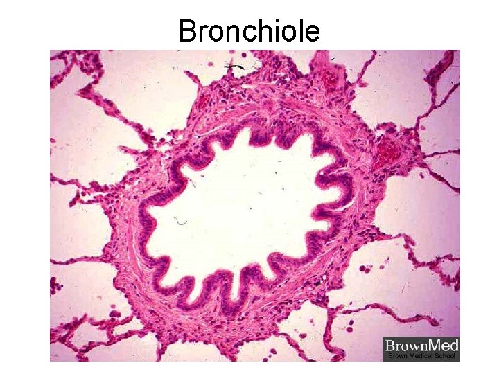 Bronchiole Bronchiole