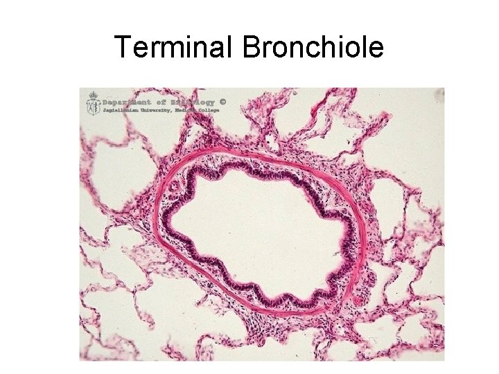 Terminal Bronchiole Terminal Bronchiole