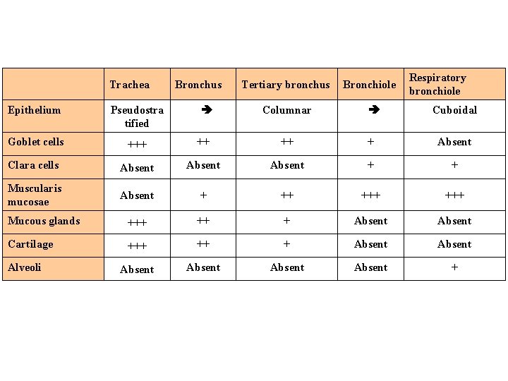 Trachea Bronchus Tertiary bronchus Bronchiole Respiratory bronchiole Epithelium Pseudostra tified è Columnar è Cuboidal Trachea Bronchus Tertiary bronchus Bronchiole Respiratory bronchiole Epithelium Pseudostra tified è Columnar è Cuboidal