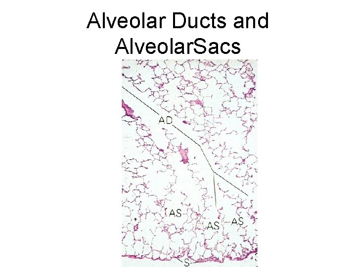 Alveolar Ducts and Alveolar. Sacs Alveolar Ducts and Alveolar. Sacs