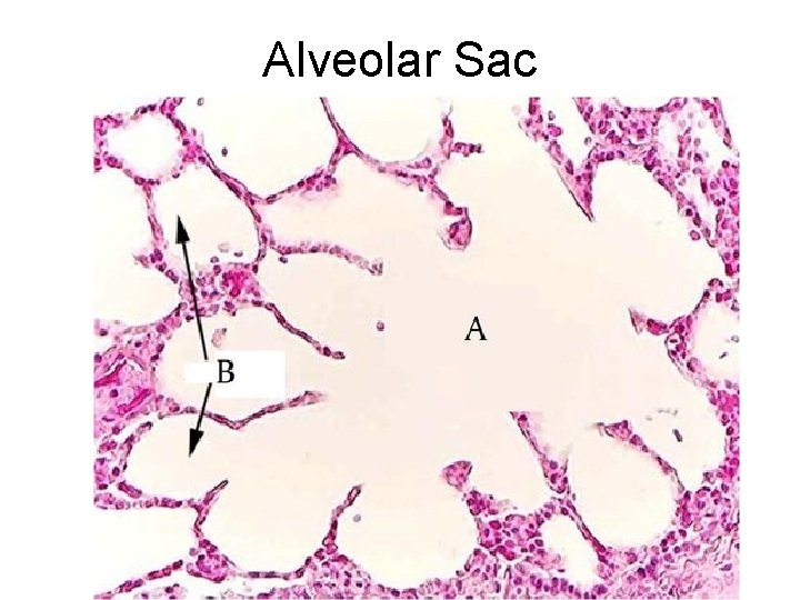 Alveolar Sac Alveolar Sac