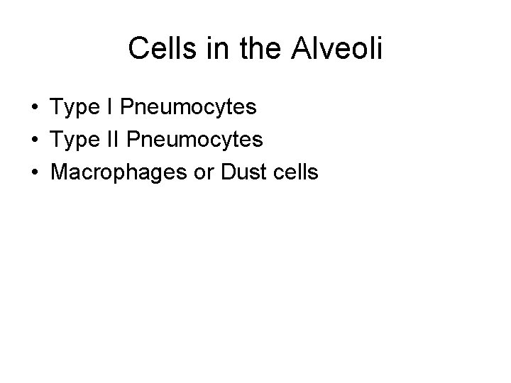 Cells in the Alveoli • Type I Pneumocytes • Type II Pneumocytes • Macrophages Cells in the Alveoli • Type I Pneumocytes • Type II Pneumocytes • Macrophages