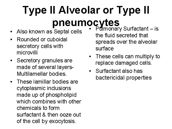 Type II Alveolar or Type II pneumocytes • Pulmonary Surfactant – is • Also Type II Alveolar or Type II pneumocytes • Pulmonary Surfactant – is • Also