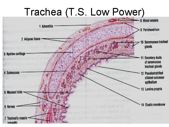 Trachea (T. S. Low Power) Trachea (T. S. Low Power)