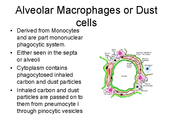 Alveolar Macrophages or Dust cells • Derived from Monocytes and are part mononuclear phagocytic Alveolar Macrophages or Dust cells • Derived from Monocytes and are part mononuclear phagocytic
