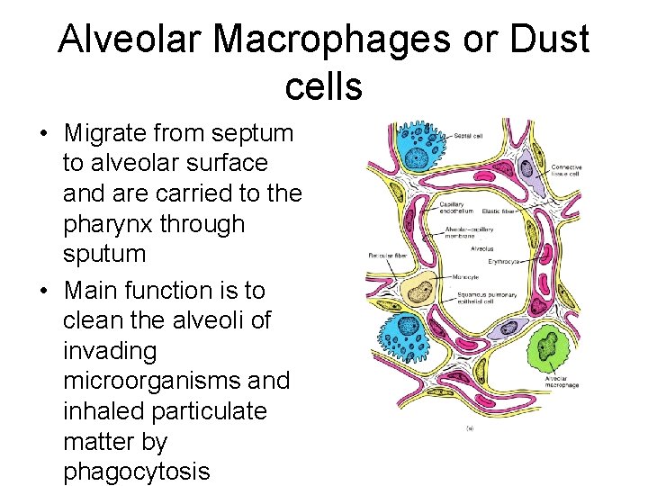 Alveolar Macrophages or Dust cells • Migrate from septum to alveolar surface and are Alveolar Macrophages or Dust cells • Migrate from septum to alveolar surface and are