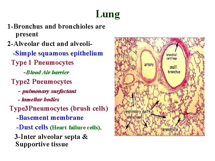Lung 1 -Bronchus and bronchioles are present 2 -Alveolar duct and alveoli-Simple squamous epithelium Lung 1 -Bronchus and bronchioles are present 2 -Alveolar duct and alveoli-Simple squamous epithelium