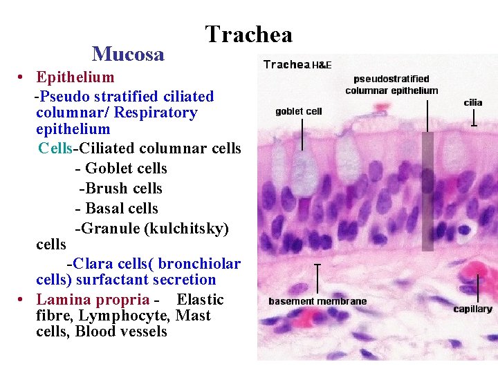Mucosa Trachea • Epithelium -Pseudo stratified ciliated columnar/ Respiratory epithelium Cells-Ciliated columnar cells - Mucosa Trachea • Epithelium -Pseudo stratified ciliated columnar/ Respiratory epithelium Cells-Ciliated columnar cells -