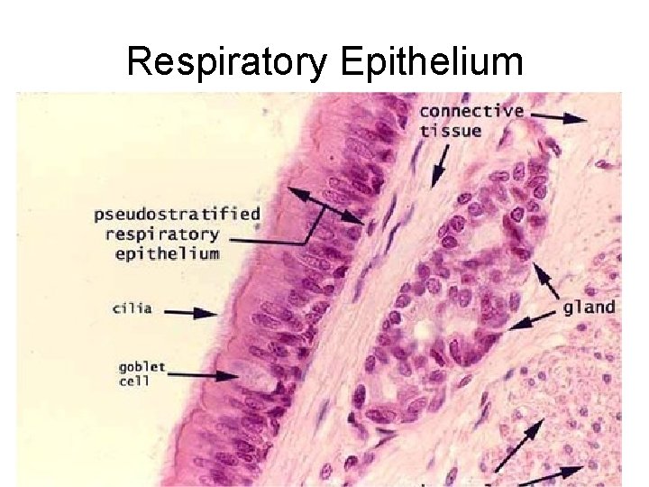 Respiratory Epithelium Respiratory Epithelium
