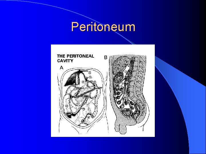 Peritoneum 
