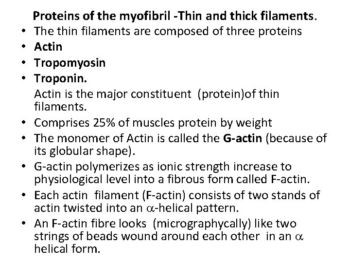  • • • Proteins of the myofibril -Thin and thick filaments. The thin