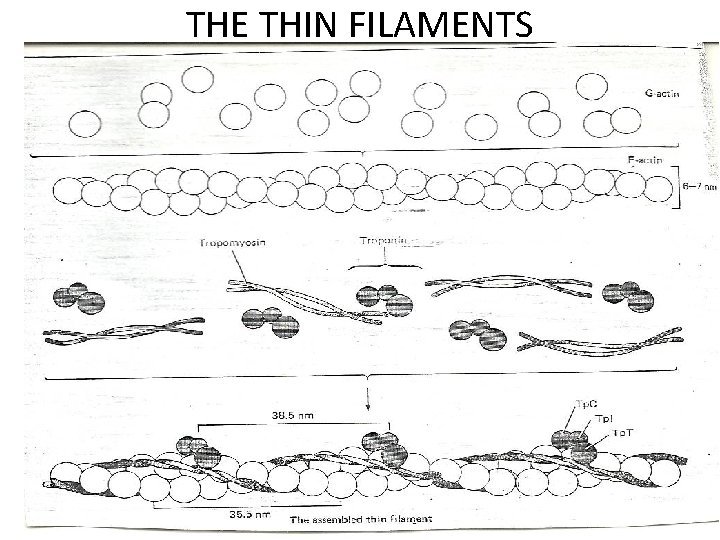 THE THIN FILAMENTS 