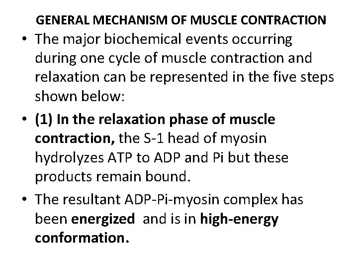 GENERAL MECHANISM OF MUSCLE CONTRACTION • The major biochemical events occurring during one cycle