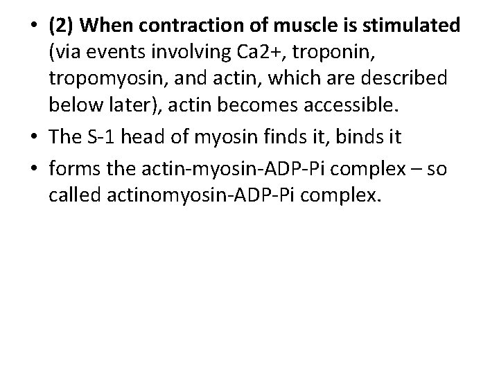  • (2) When contraction of muscle is stimulated (via events involving Ca 2+,