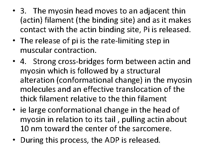  • 3. The myosin head moves to an adjacent thin (actin) filament (the