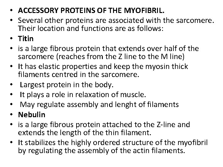  • ACCESSORY PROTEINS OF THE MYOFIBRIL. • Several other proteins are associated with