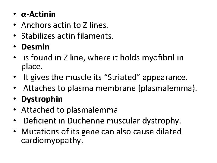  • • • α-Actinin Anchors actin to Z lines. Stabilizes actin filaments. Desmin